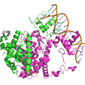 Peroxisome proliferator-activated receptor gamma - 