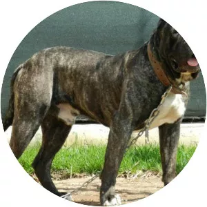 Perro de Presa Canario (Presa canario)