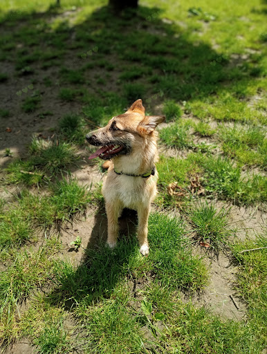 perros Adaro Park - Dog park in Langreo, Spain