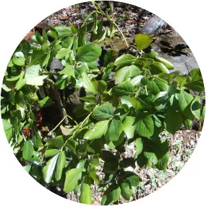 Persea lingue - Plants