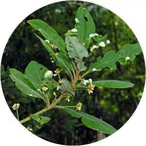 Persea palustris - Plants