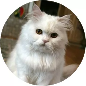 Persian cat