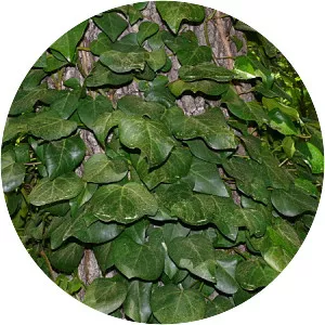 Persian ivy - Plants