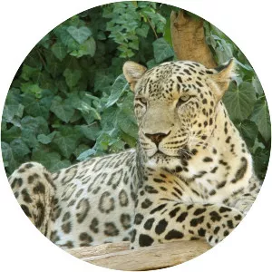 Persian leopard