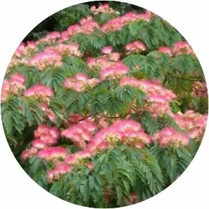 Persian silk tree - Plants