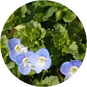 Persian speedwell - Plants