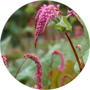 Persicaria amplexicaulis var. pendula - 