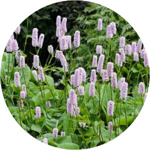 Persicaria bistorta - 