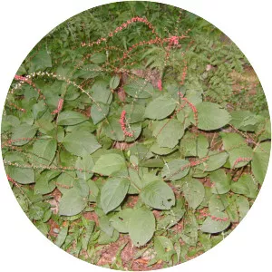 Persicaria filiformis - 