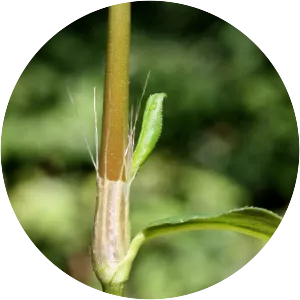 Persicaria longiseta