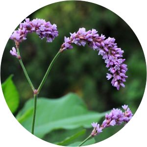 Persicaria orientalis