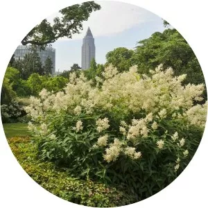 Persicaria polymorpha