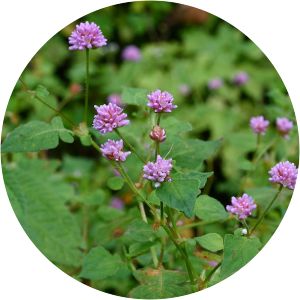 Persicaria runcinata - 
