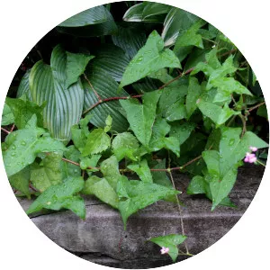 Persicaria senticosa