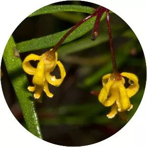 Persoonia nutans - 