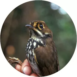 Peruvian antpitta - Bird