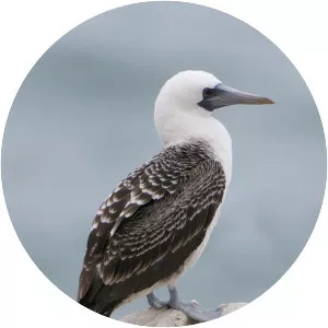 Peruvian booby - Bird