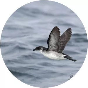 Peruvian diving petrel