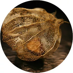 Peruvian groundcherry