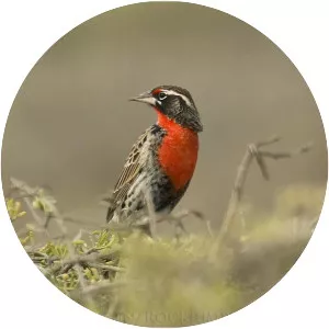 Peruvian meadowlark