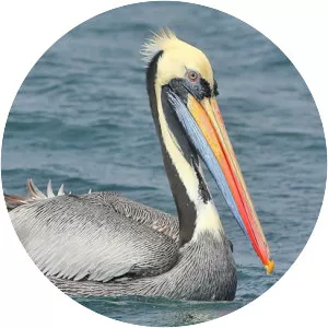 Peruvian pelican - Bird