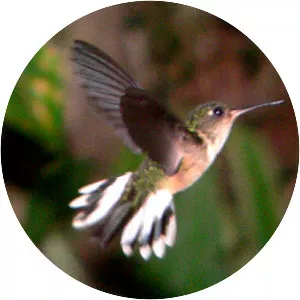 Peruvian piedtail - Birds