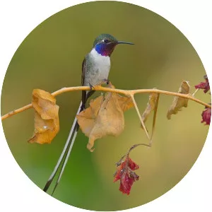 Peruvian sheartail