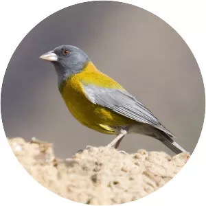 Peruvian sierra finch - Bird