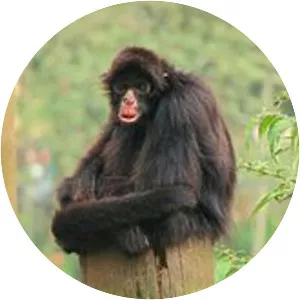 Peruvian spider monkey