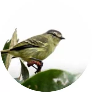 Peruvian tyrannulet