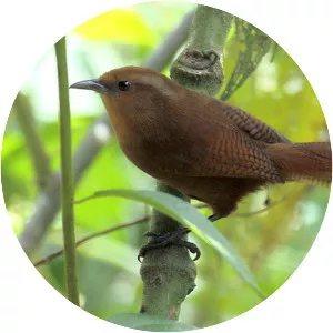 Peruvian wren - Bird
