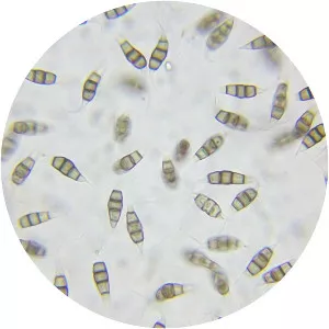Pestalotiopsis microspora