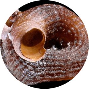 Petaloconchus - Animal