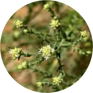 Petalonyx thurberi - Plants