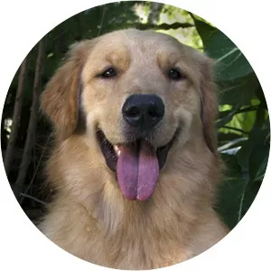 Petchannel BrasilSince 2015