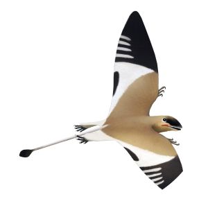 Peteinosaurus - Animal