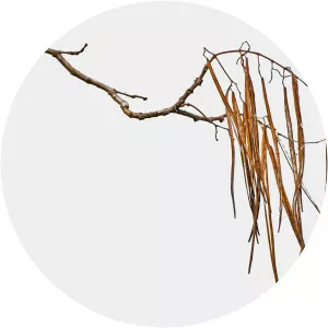 Peter Felbert - Photographer