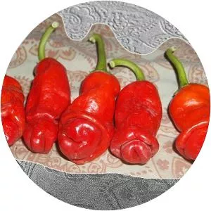 Peter pepper - Plants