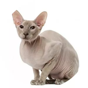 Peterbald