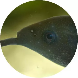 Peters' elephantnose fish