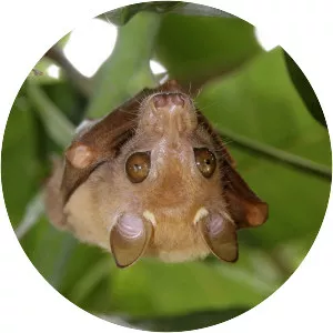 Peters's dwarf epauletted fruit bat