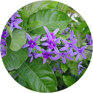 Petrea volubilis - Plants