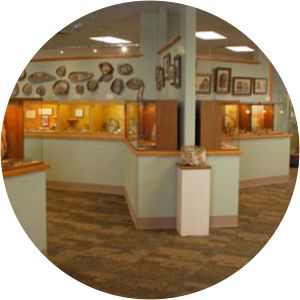 Petrified Wood Gallery