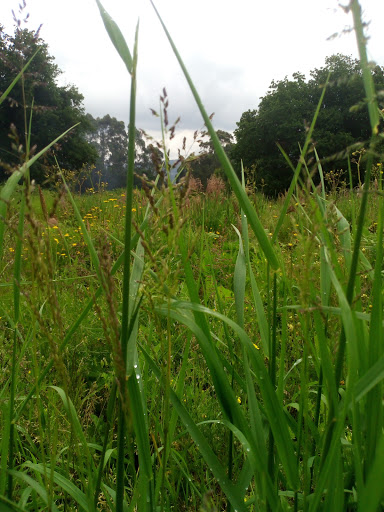 petroglifo Laxe Do Mato - Historical landmark in Spain