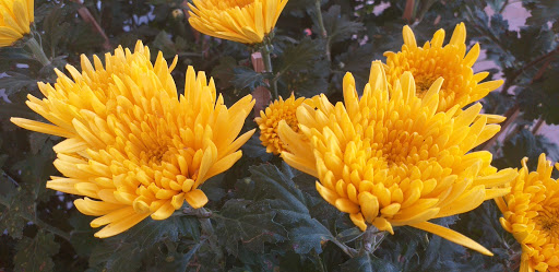 Petrolimex Gas Station Store No.47 - Gas station in Gia Nghia, Vietnam