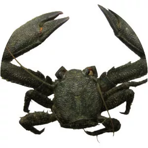 Petrolisthes armatus