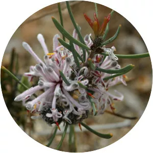 Petrophile linearis - Plants
