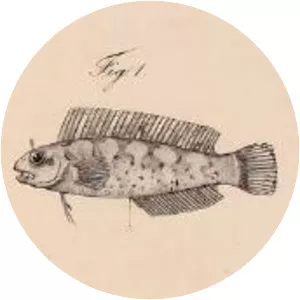 Petroscirtes ancylodon - 