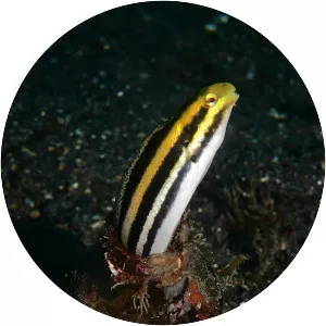 Petroscirtes breviceps