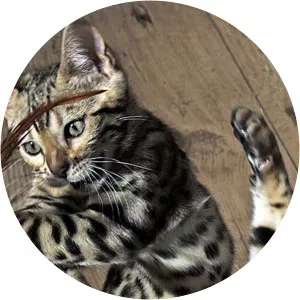 Pets - Wild at Heart